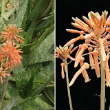 Aloe lateritia (Kenya)